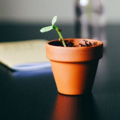 photograph of a plant in a pot by hello-i-m-nik-AsRAyHIkOHk-unsplash