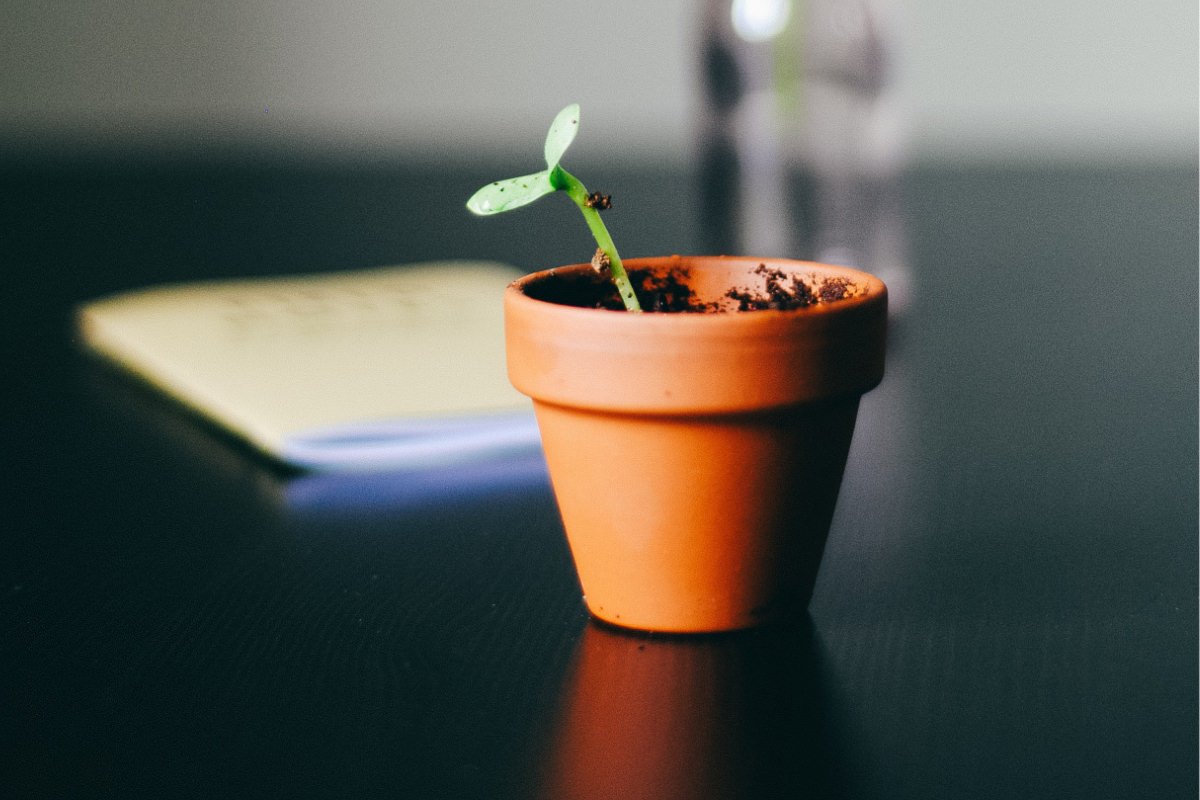 photograph of a plant in a pot by hello-i-m-nik-AsRAyHIkOHk-unsplash